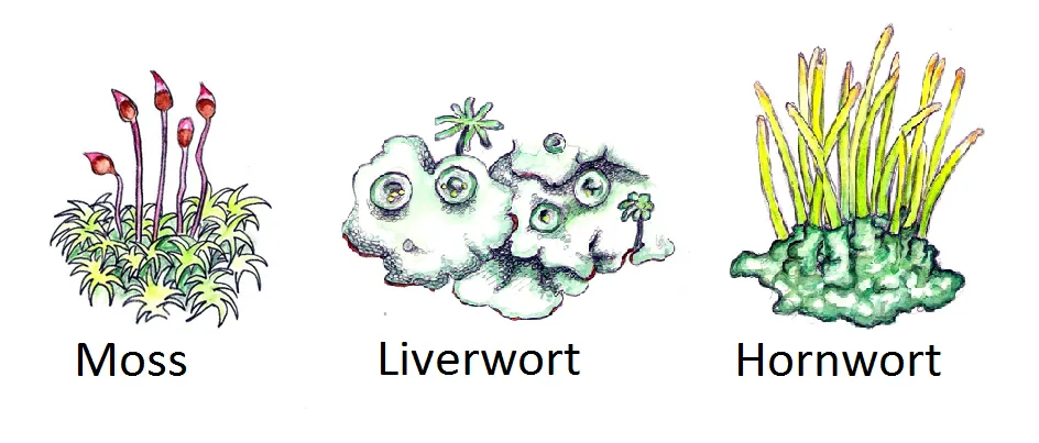 Liverworts, Mosses, Hornworts